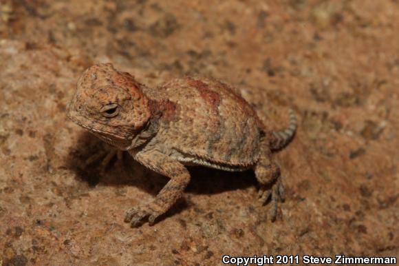 Greater Short-horned Lizard (Phrynosoma hernandesi)