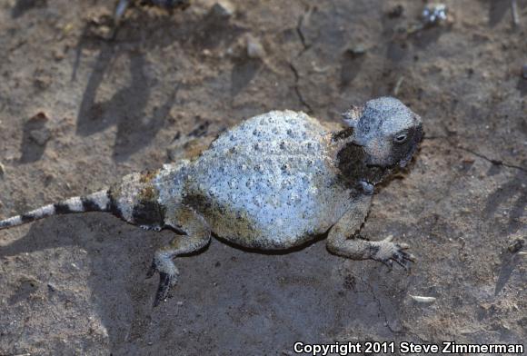 Round-tailed Horned Lizard (Phrynosoma modestum)