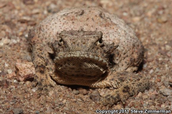 Round-tailed Horned Lizard (Phrynosoma modestum)