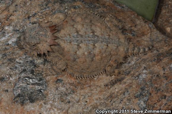 Regal Horned Lizard (Phrynosoma solare)