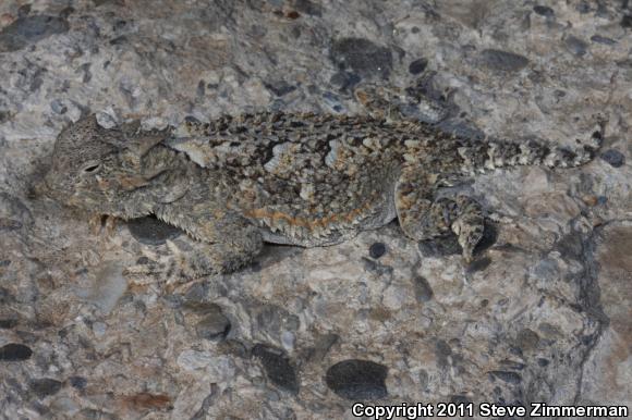 Northern Desert Horned Lizard (Phrynosoma platyrhinos platyrhinos)