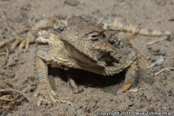 Desert Horned Lizard (Phrynosoma platyrhinos)