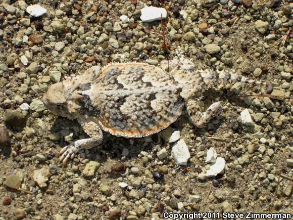 Northern Desert Horned Lizard (Phrynosoma platyrhinos platyrhinos)