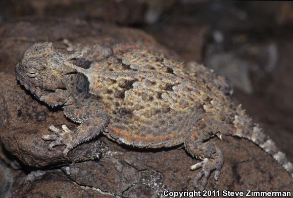 Northern Desert Horned Lizard (Phrynosoma platyrhinos platyrhinos)