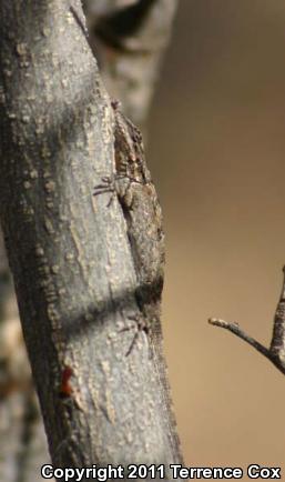 Ornate Tree Lizard (Urosaurus ornatus)