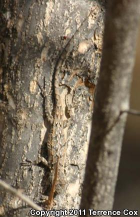 Ornate Tree Lizard (Urosaurus ornatus)