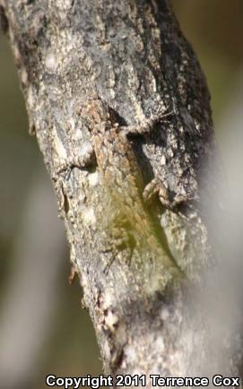 Ornate Tree Lizard (Urosaurus ornatus)