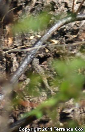 Ornate Tree Lizard (Urosaurus ornatus)