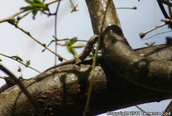 Ornate Tree Lizard (Urosaurus ornatus)