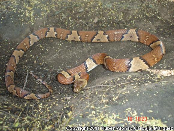 Mexican Lyresnake (Trimorphodon tau)