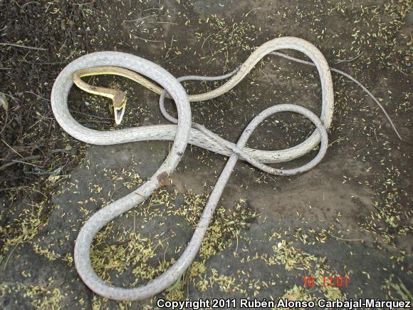 Brown Vinesnake (Oxybelis aeneus)