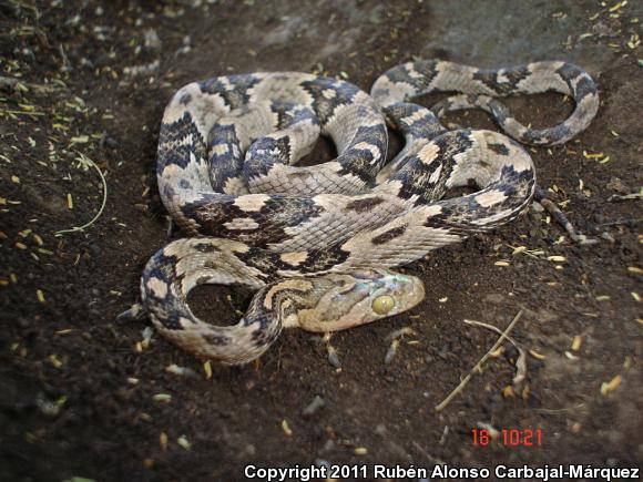 Western Lyresnake (Trimorphodon biscutatus biscutatus)