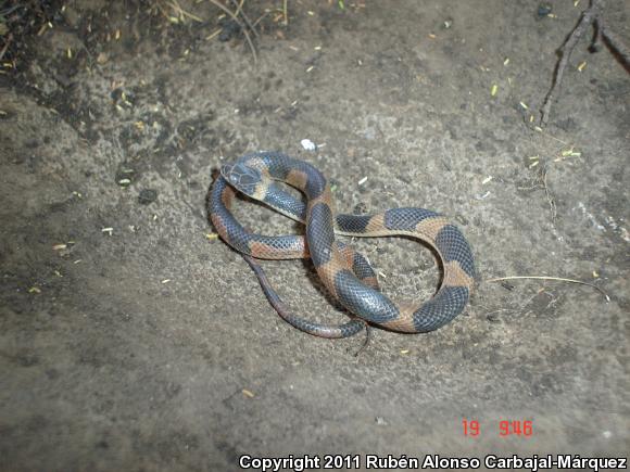 Southwestern Cat-eyed Snake (Leptodeira maculata)