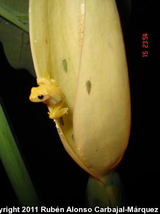 Dwarf Mexican Treefrog (Tlalocohyla smithi)