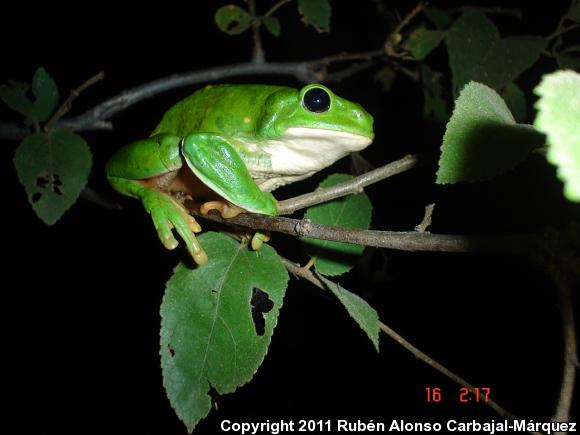 Mexican Leaf Frog (Pachymedusa dacnicolor)