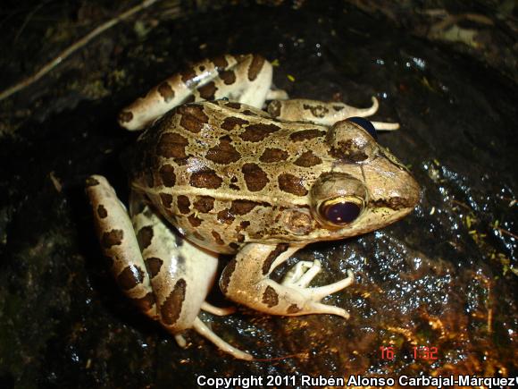 Forrer's Grass Frog (Lithobates forreri)