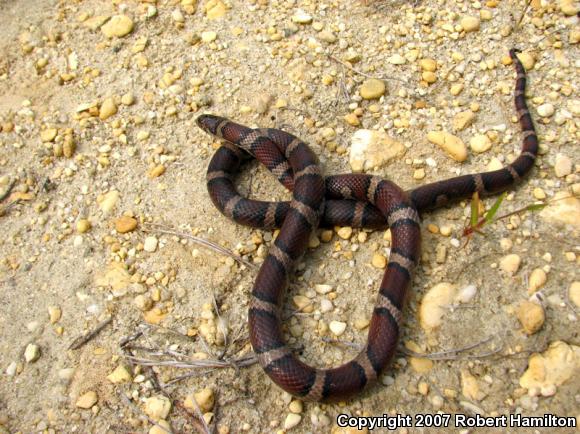 Eastern Milksnake (Lampropeltis triangulum triangulum)