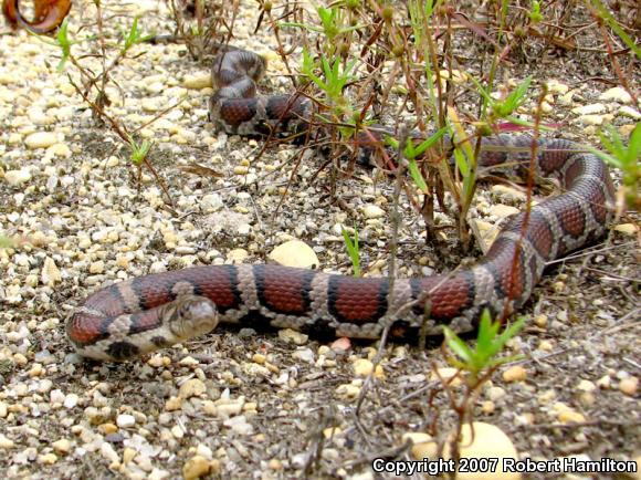 Eastern Milksnake (Lampropeltis triangulum triangulum)