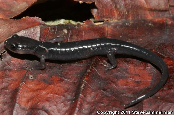 Blue Ridge Gray-cheeked Salamander (Plethodon amplus)