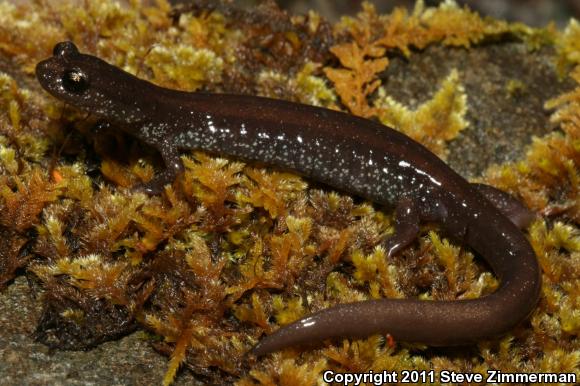 Scott Bar Salamander (Plethodon asupak)