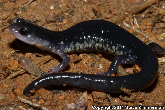 Chattahoochee Slimy Salamander (Plethodon chattahoochee)