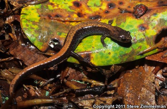 Eastern Red-backed Salamander (Plethodon cinereus)