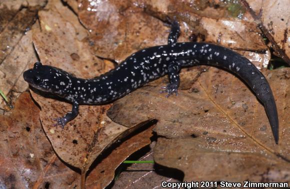 White-Spotted Slimy Salamander (Plethodon cylindraceus)