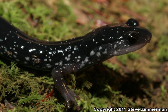 White-Spotted Slimy Salamander (Plethodon cylindraceus)