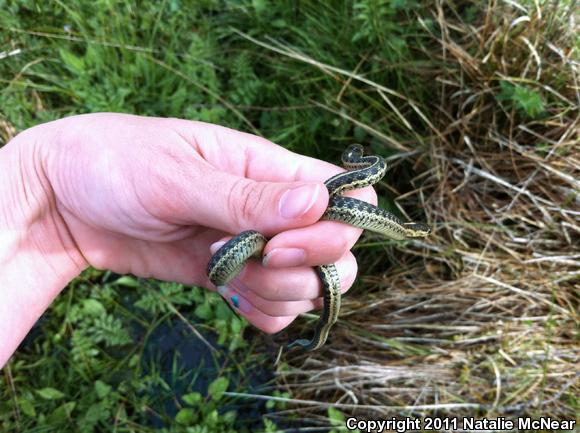 Coast Gartersnake (Thamnophis elegans terrestris)