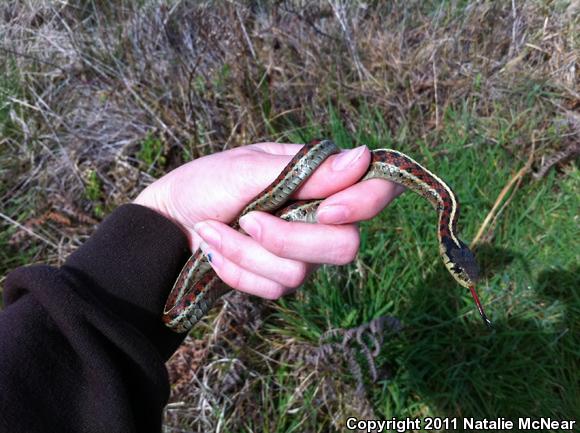 Coast Gartersnake (Thamnophis elegans terrestris)