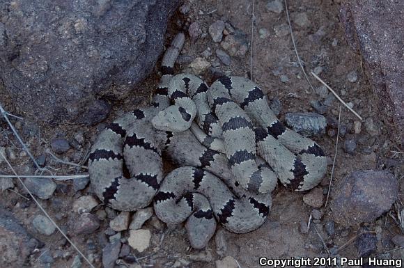 Banded Rock Rattlesnake (Crotalus lepidus klauberi)