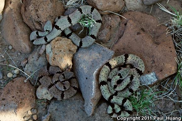 Banded Rock Rattlesnake (Crotalus lepidus klauberi)