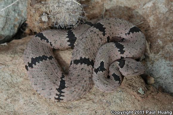 Banded Rock Rattlesnake (Crotalus lepidus klauberi)