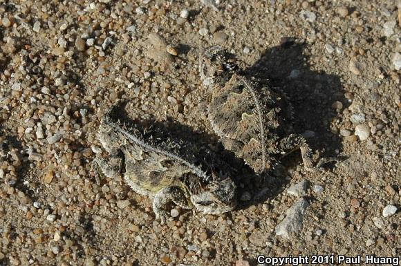 Texas Horned Lizard (Phrynosoma cornutum)