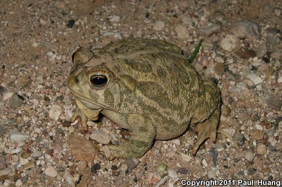 Great Plains Toad (Anaxyrus cognatus)