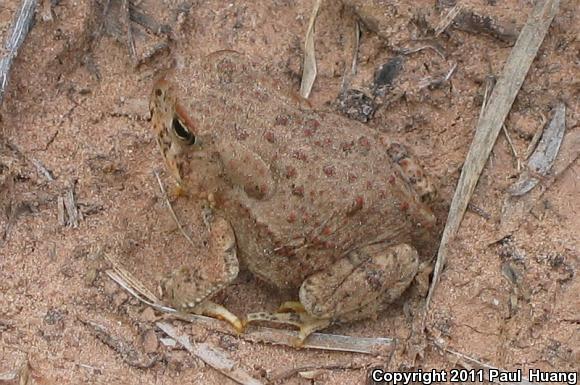 Red-spotted Toad (Anaxyrus punctatus)