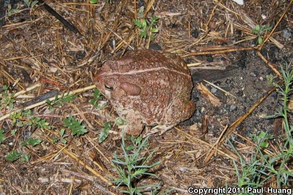 Woodhouse's Toad (Anaxyrus woodhousii woodhousii)