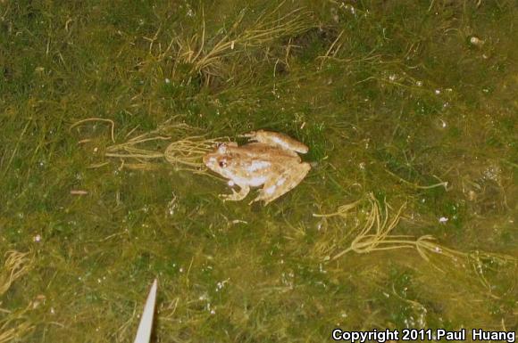 Eastern Cricket Frog (Acris crepitans crepitans)