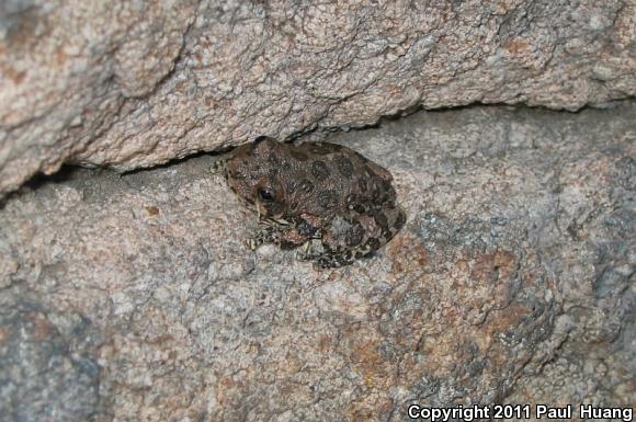 Canyon Treefrog (Hyla arenicolor)