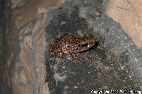 Cliff Chirping Frog (Eleutherodactylus marnockii)