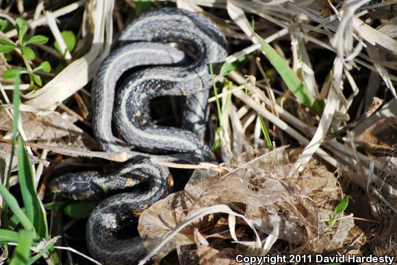 Red-Spotted Gartersnake (Thamnophis sirtalis concinnus)