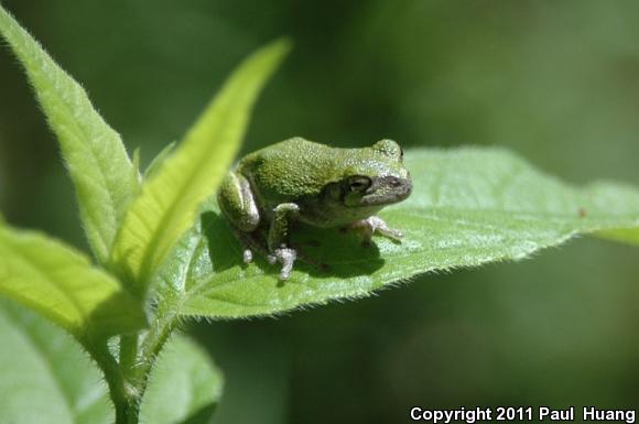 Holarctic Treefrogs (Hyla)