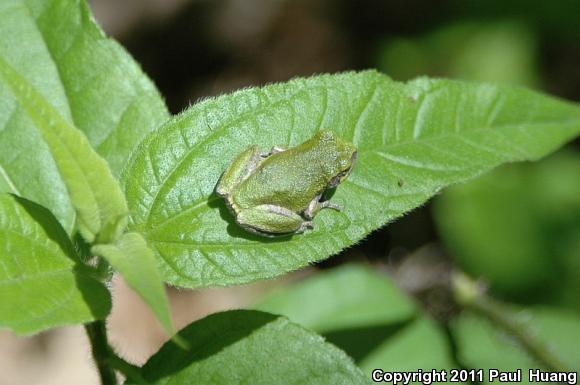 Holarctic Treefrogs (Hyla)