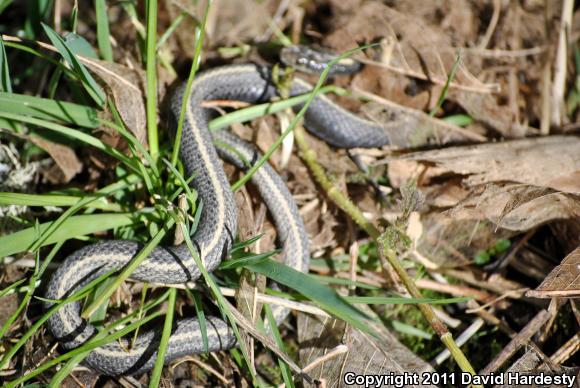 Northwestern Gartersnake (Thamnophis ordinoides)