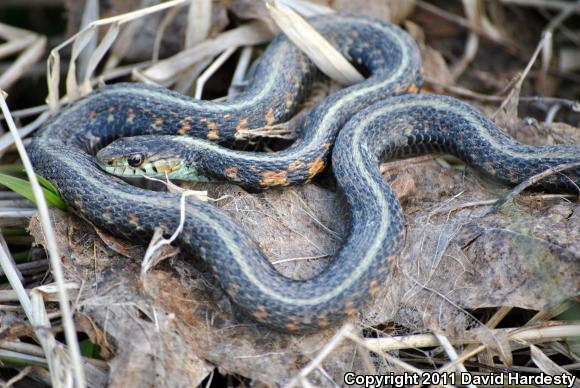 Red-Spotted Gartersnake (Thamnophis sirtalis concinnus)