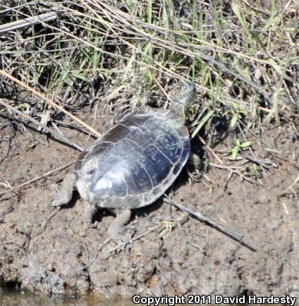 Western Painted Turtle (Chrysemys picta bellii)