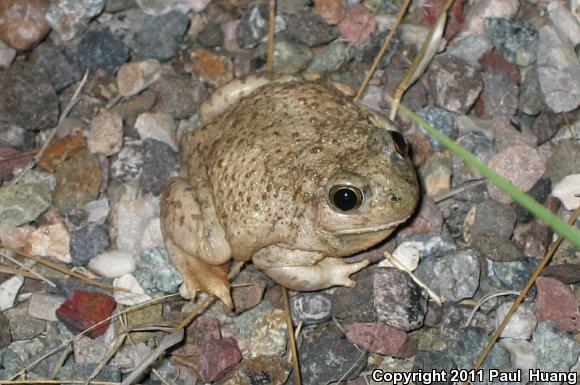 Chihuahuan Desert Spadefoot (Spea multiplicata stagnalis)