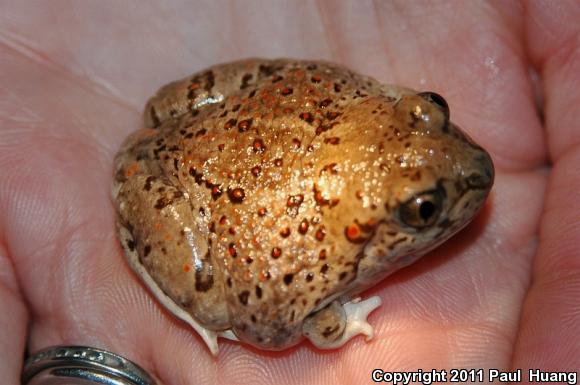 Chihuahuan Desert Spadefoot (Spea multiplicata stagnalis)