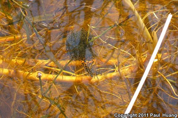 Rio Grande Leopard Frog (Lithobates berlandieri)