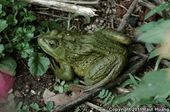 Chiricahua Leopard Frog (Lithobates chiricahuensis)